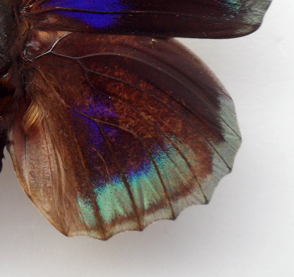 Agrias beata beata GYNANDROMORPH or ABERRATION Satipo Peru 3 (Internet Image property of respective owner, non-commercial use only)
